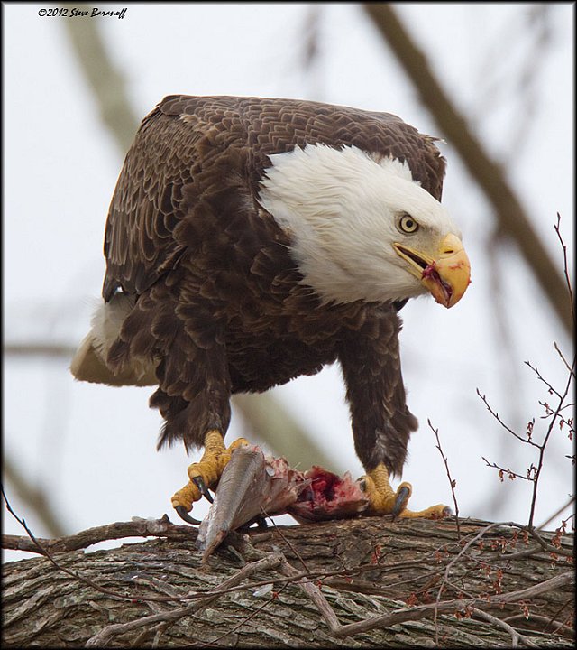 _2SB4276 american bald eagle eating fish.jpg